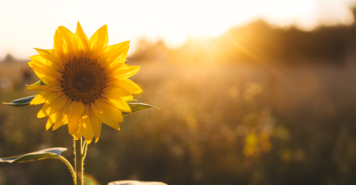 Nature's Antioxidants: Why Bioflavonoids Matter for Wellness