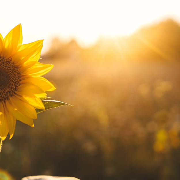 Nature's Antioxidants: Why Bioflavonoids Matter for Wellness