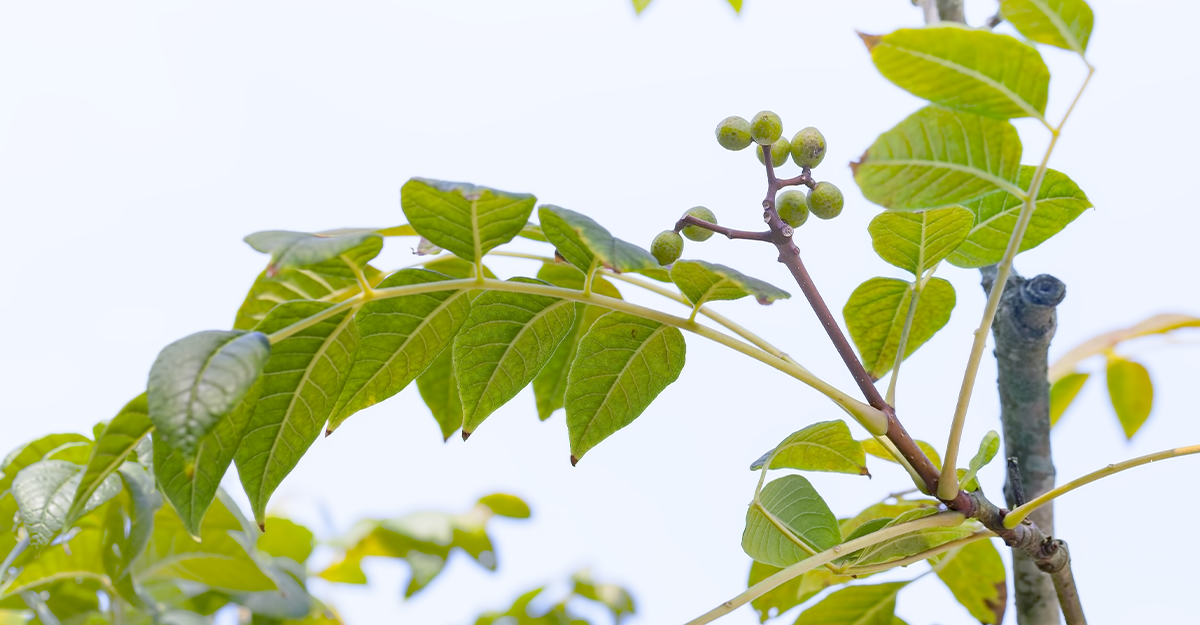 Berberine Benefits
