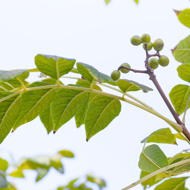 Berberine Benefits