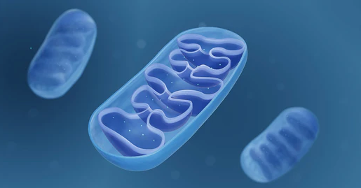 Why the Mitochondria is the Powerhouse of the Cell — Core Med Science