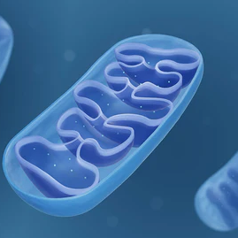 Why the Mitochondria is the Powerhouse of the Cell