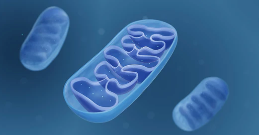 Why the Mitochondria is the Powerhouse of the Cell