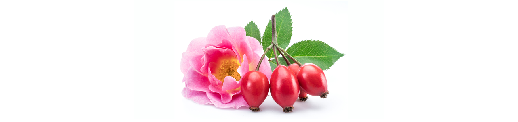 Vitamin C and Rose Hip Oil Benefits for Wound Healing